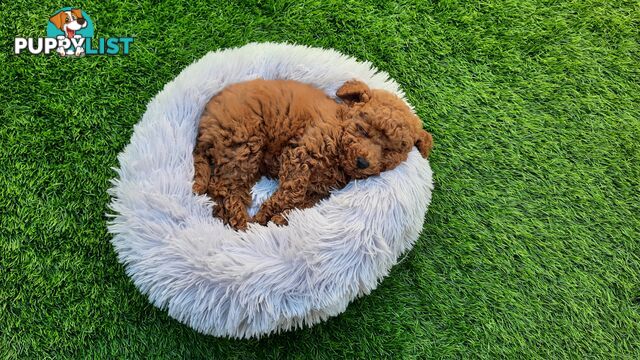 (STUD) PURE RED TOY POODLE DNA clear