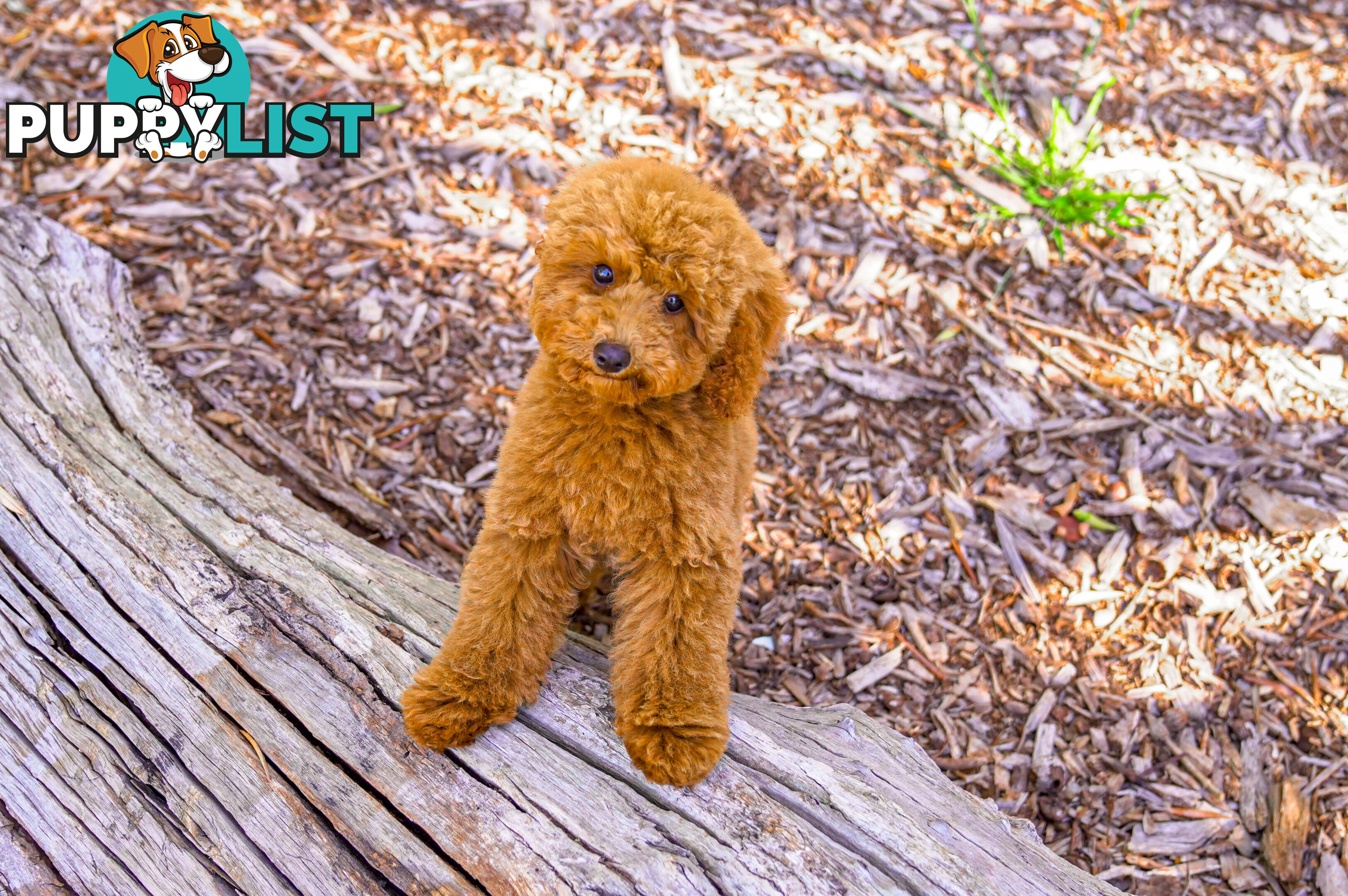 (STUD) PURE RED TOY POODLE DNA clear