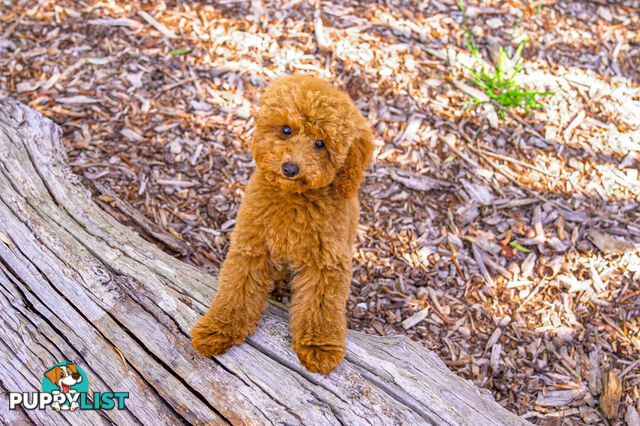 (STUD) PURE RED TOY POODLE DNA clear