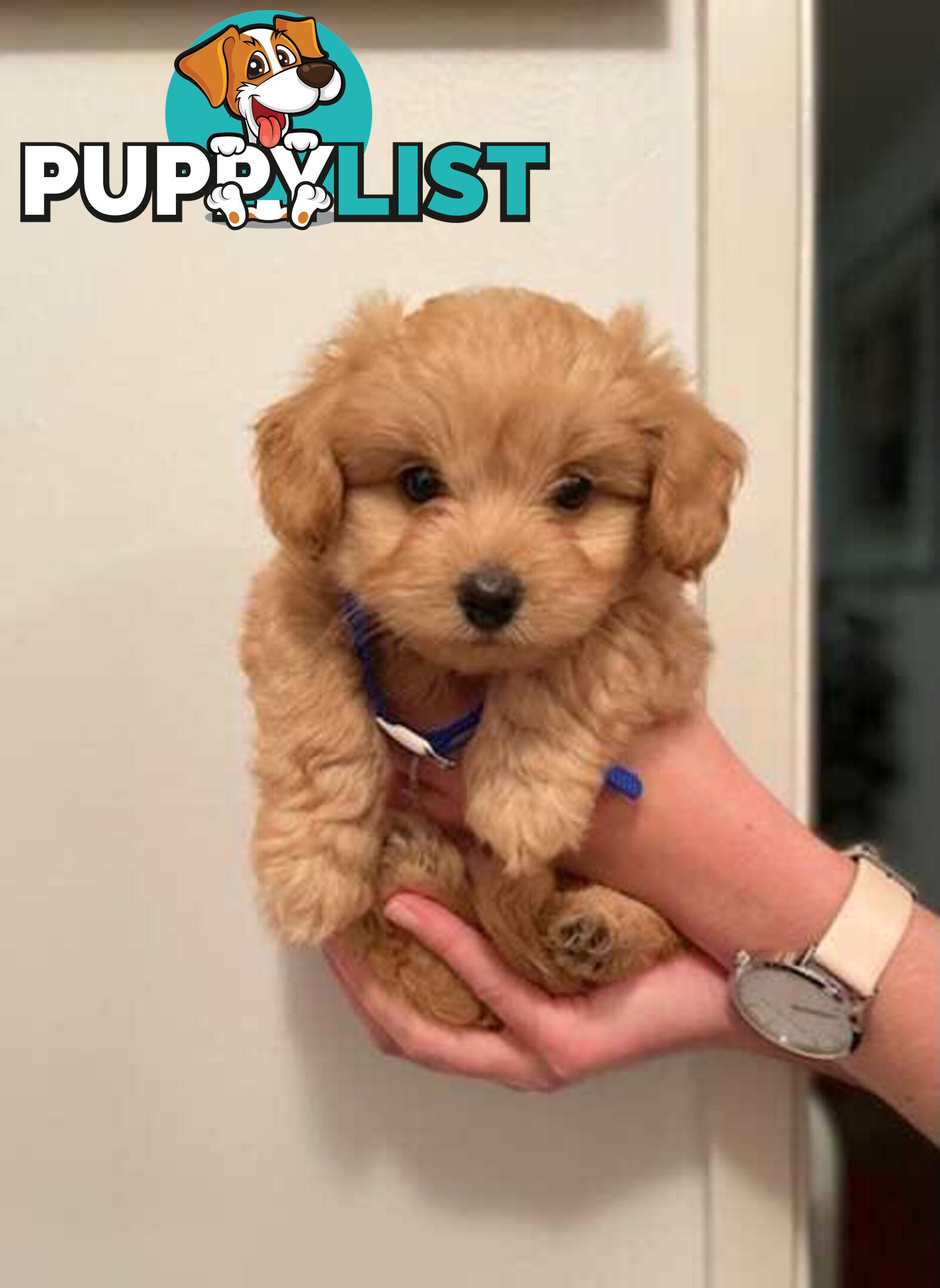 (STUD) PURE RED TOY POODLE DNA clear