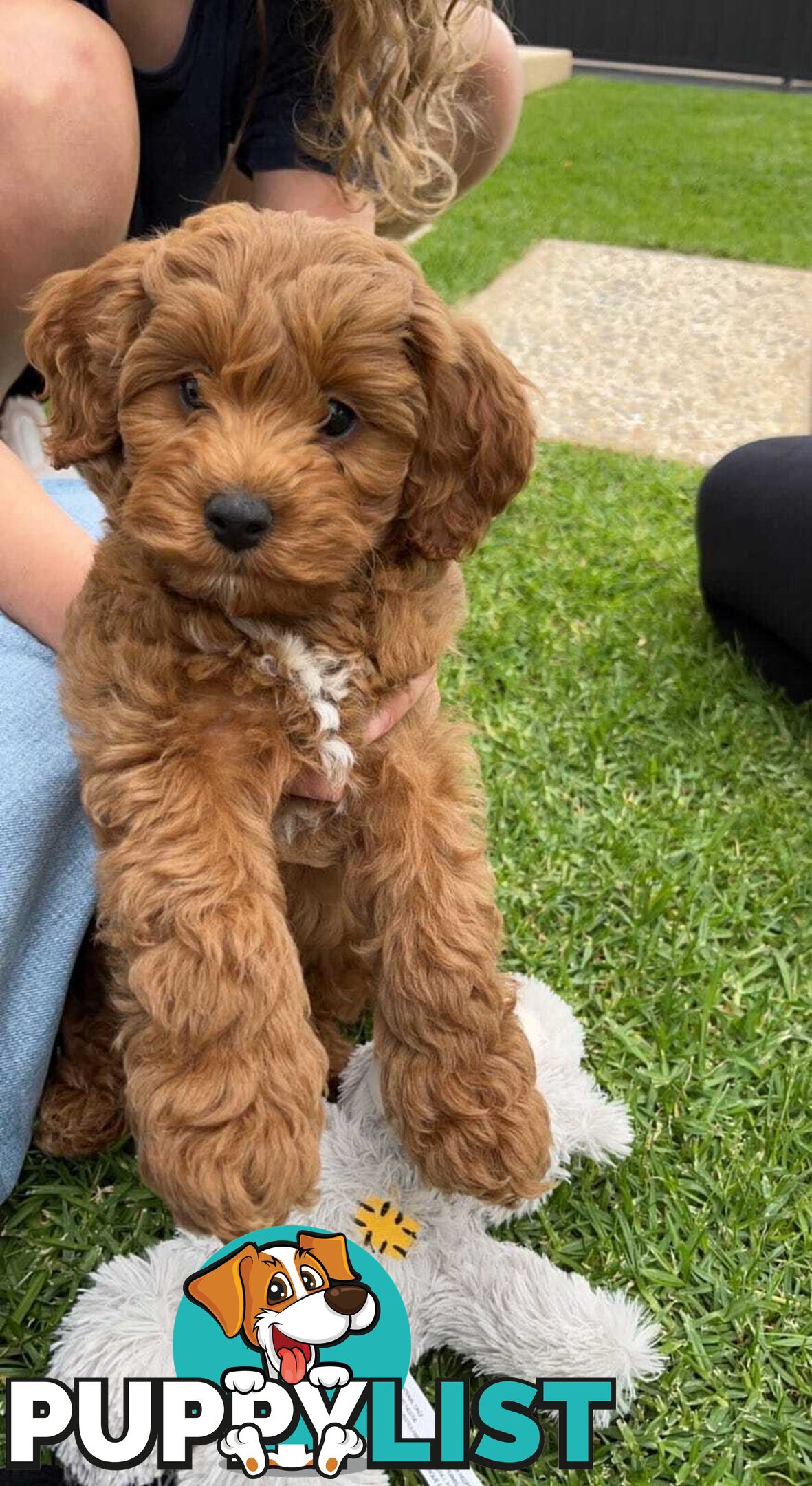 (STUD) PURE RED TOY POODLE DNA clear