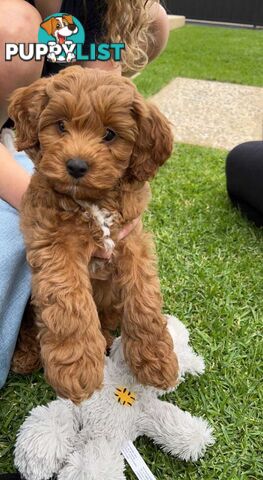 (STUD) PURE RED TOY POODLE DNA clear