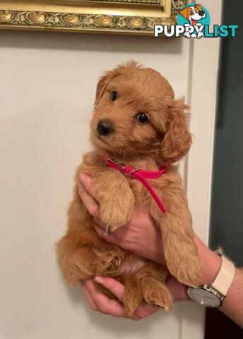 (STUD) PURE RED TOY POODLE DNA clear