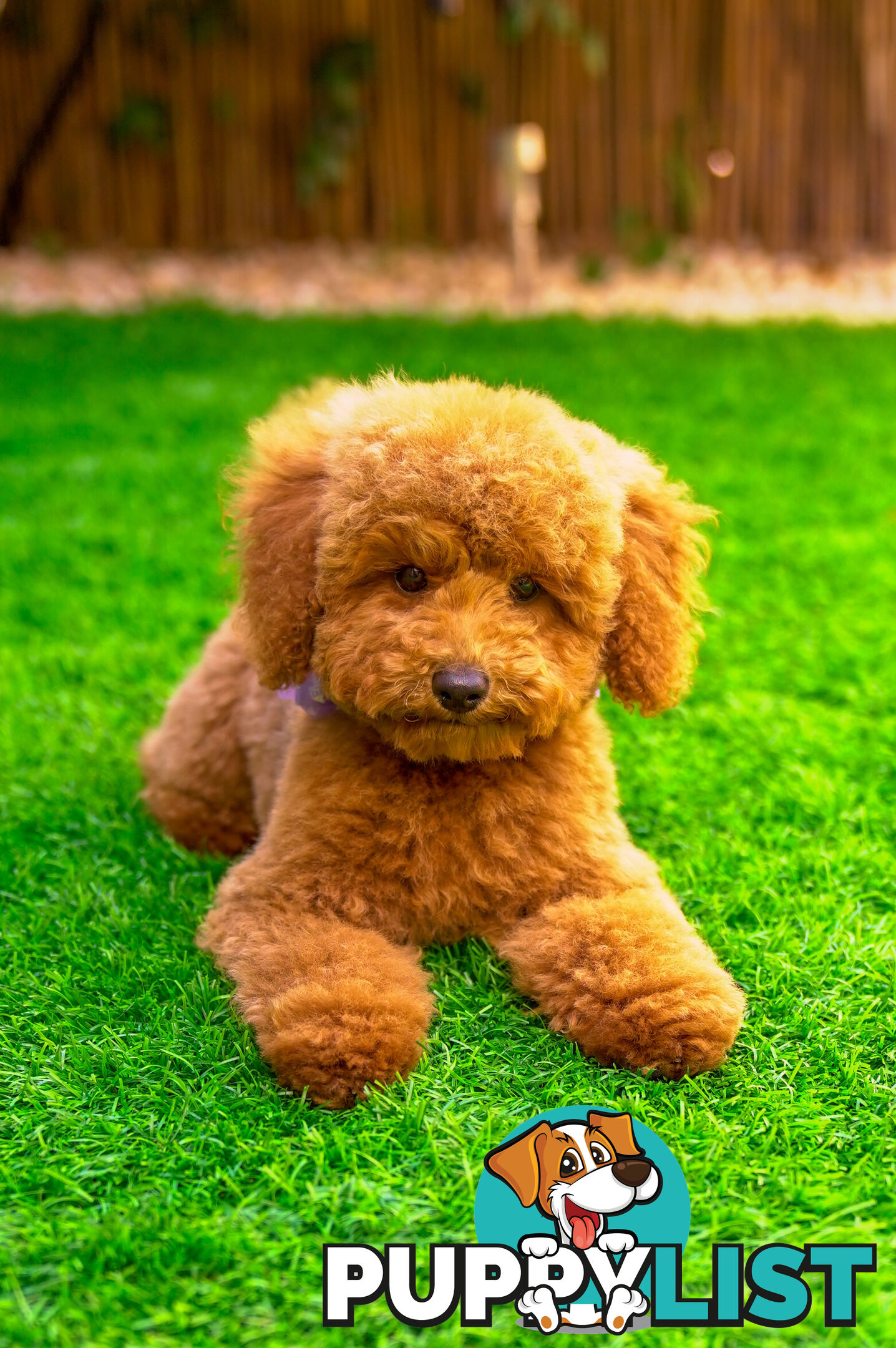 (STUD) PURE RED TOY POODLE DNA clear