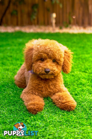 (STUD) PURE RED TOY POODLE DNA clear