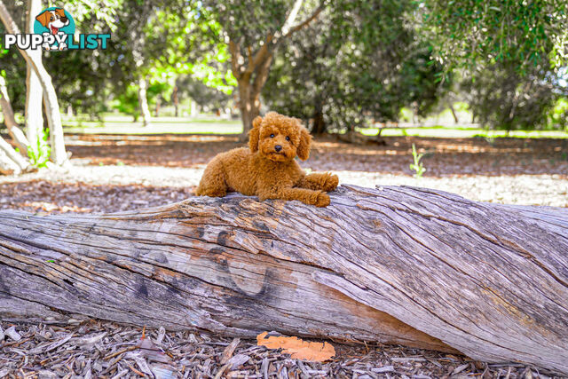 (STUD) PURE RED TOY POODLE DNA clear