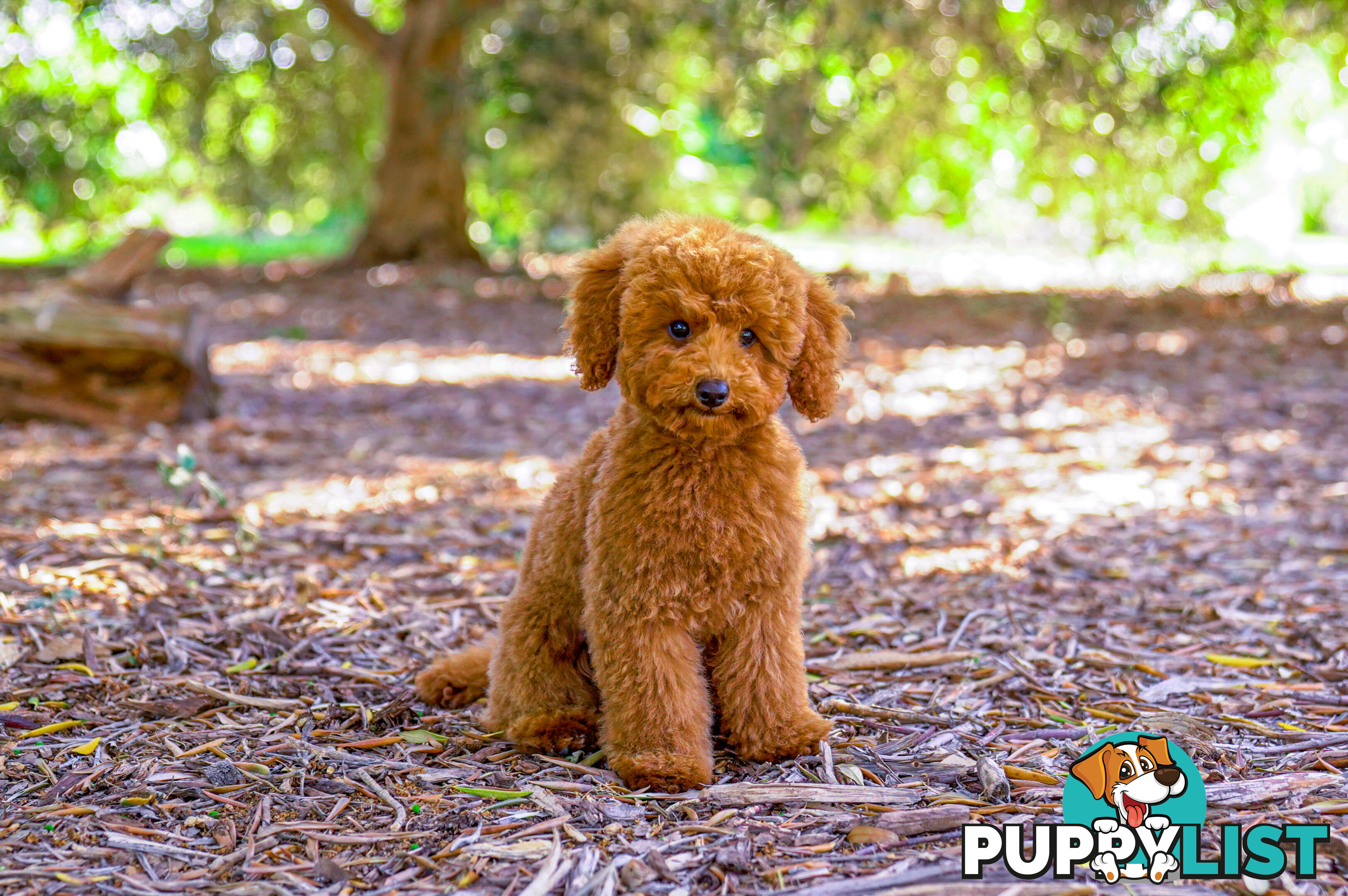 (STUD) PURE RED TOY POODLE DNA clear