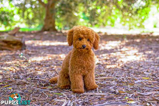 (STUD) PURE RED TOY POODLE DNA clear