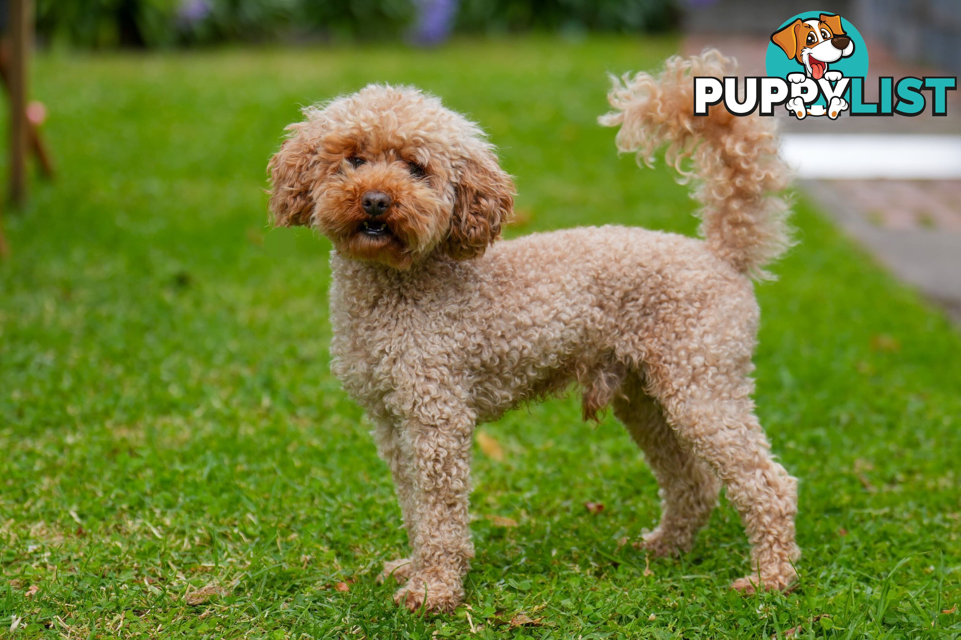 (STUD) PURE RED TOY POODLE DNA clear