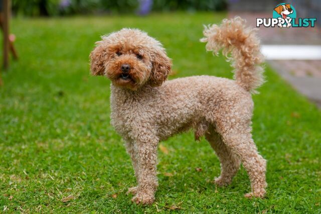 (STUD) PURE RED TOY POODLE DNA clear