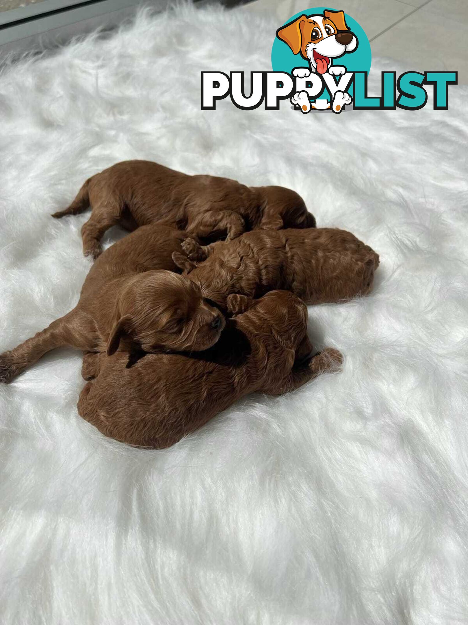 (STUD) PURE RED TOY POODLE DNA clear