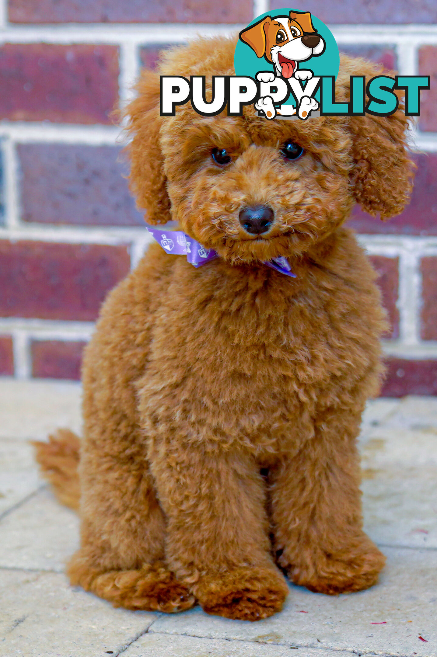 (STUD) PURE RED TOY POODLE DNA clear