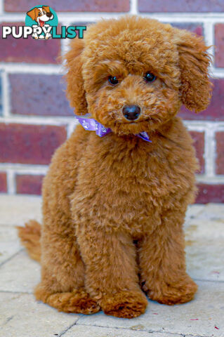 (STUD) PURE RED TOY POODLE DNA clear