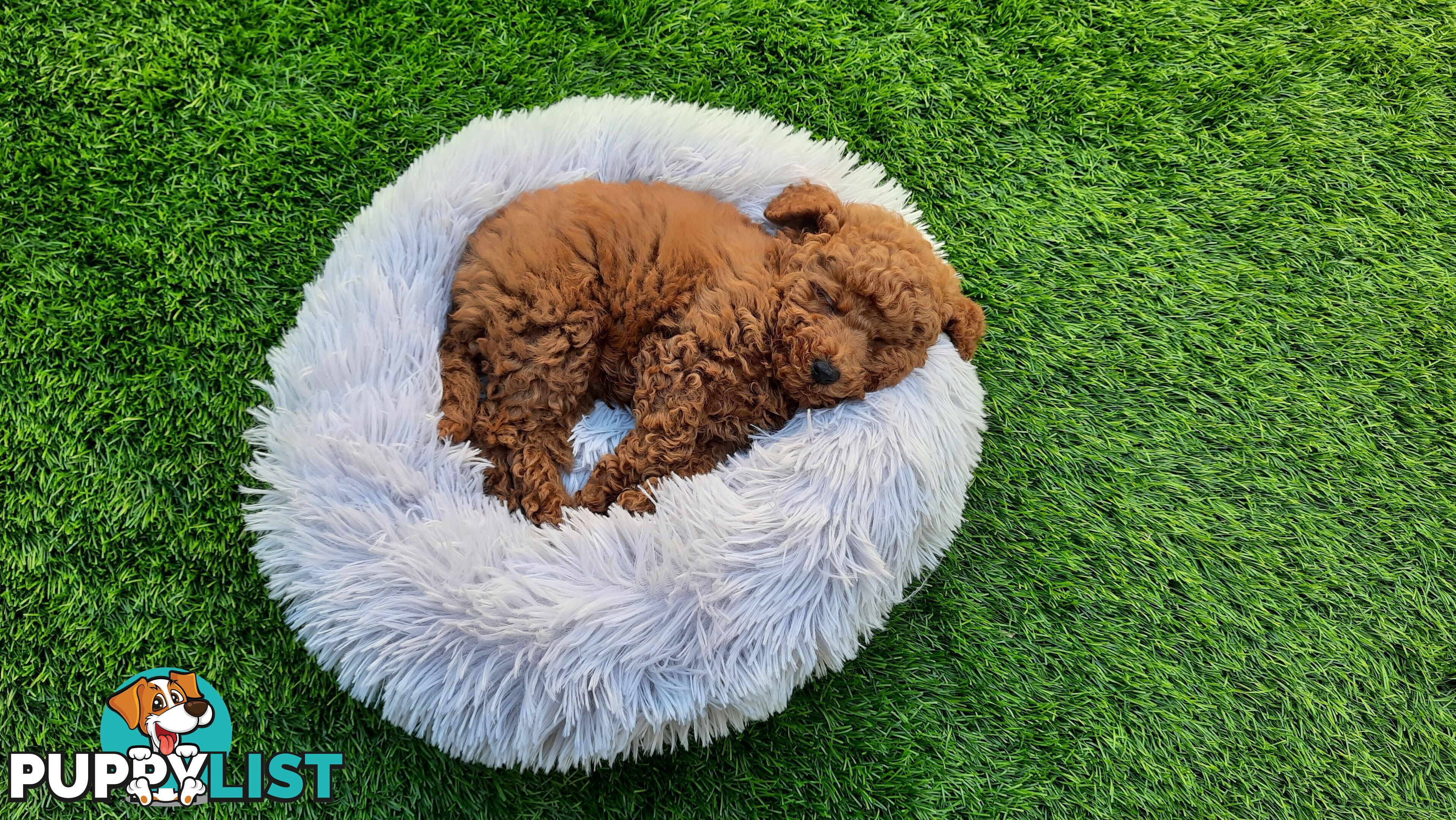 (STUD) PURE RED TOY POODLE DNA clear