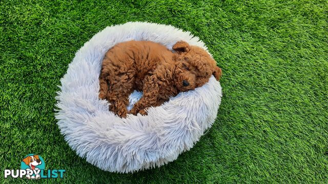 (STUD) PURE RED TOY POODLE DNA clear