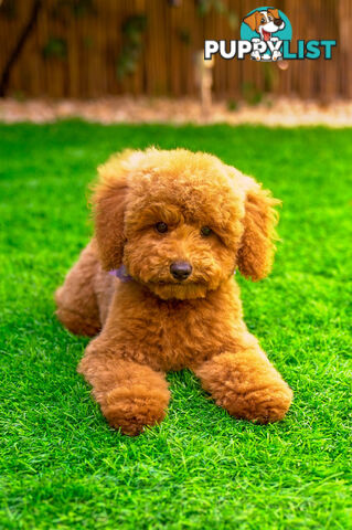 (STUD) PURE RED TOY POODLE DNA clear