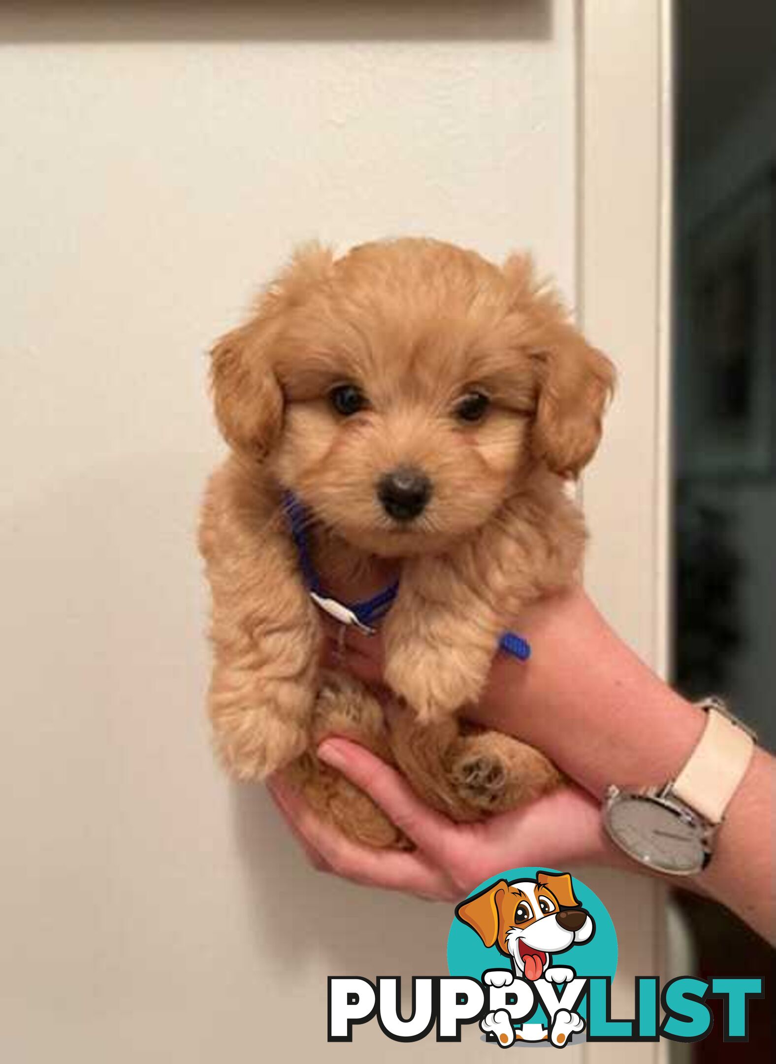 (STUD) PURE RED TOY POODLE DNA clear