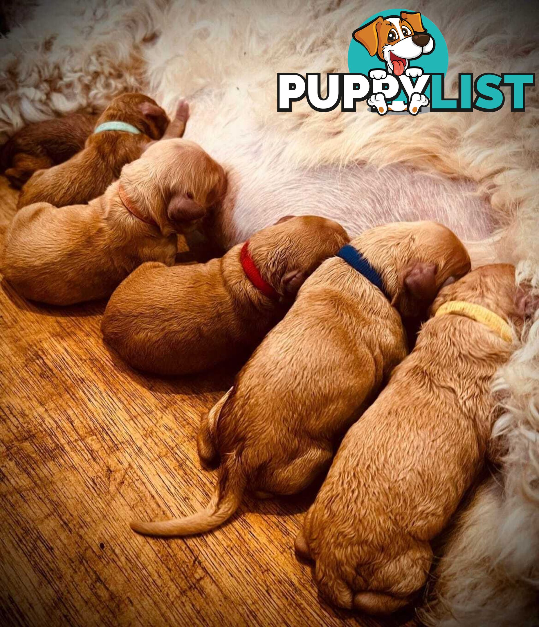 (STUD) PURE RED TOY POODLE DNA clear