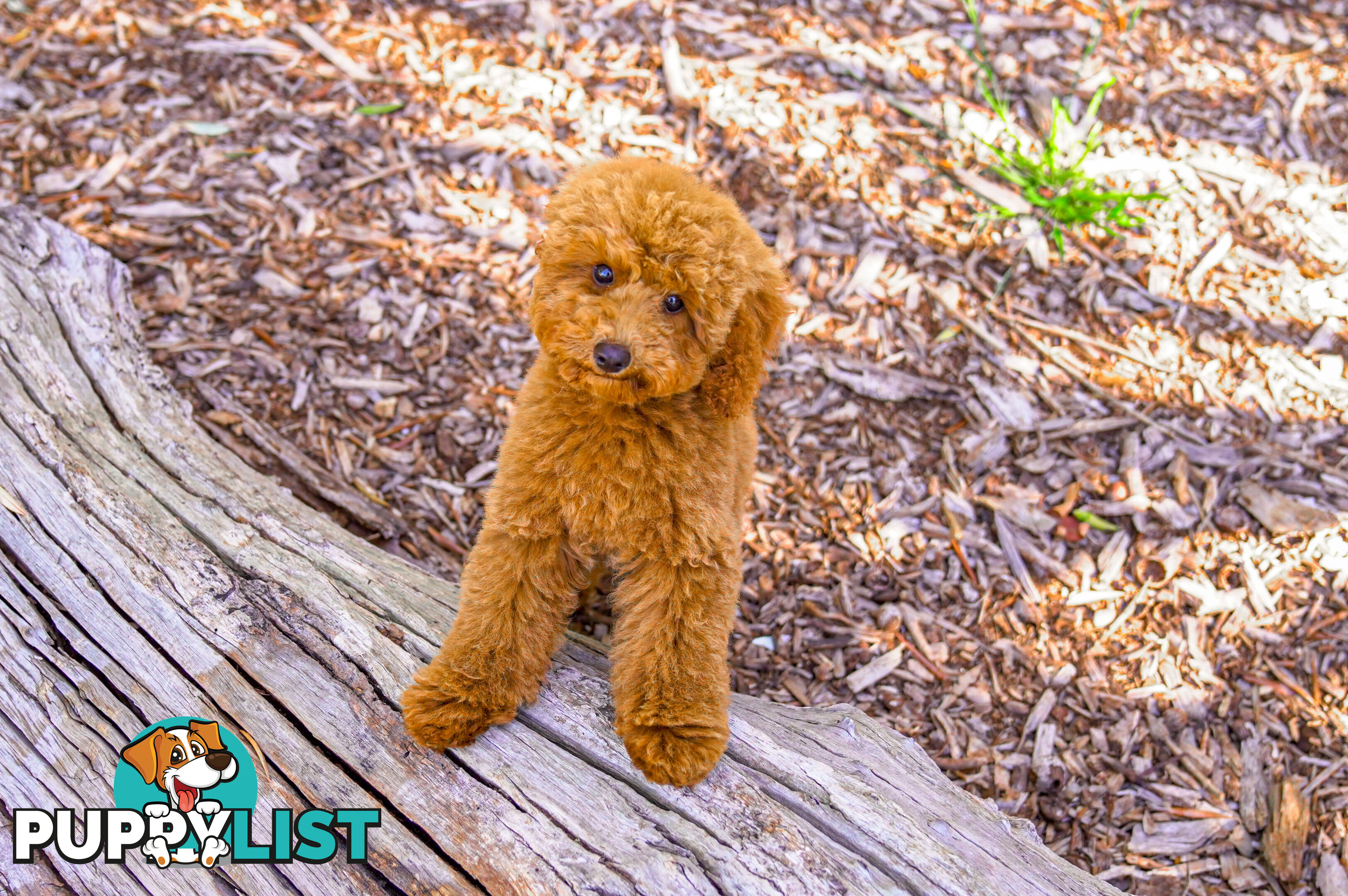 (STUD) PURE RED TOY POODLE DNA clear