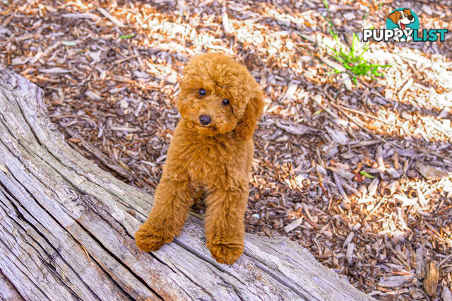 (STUD) PURE RED TOY POODLE DNA clear