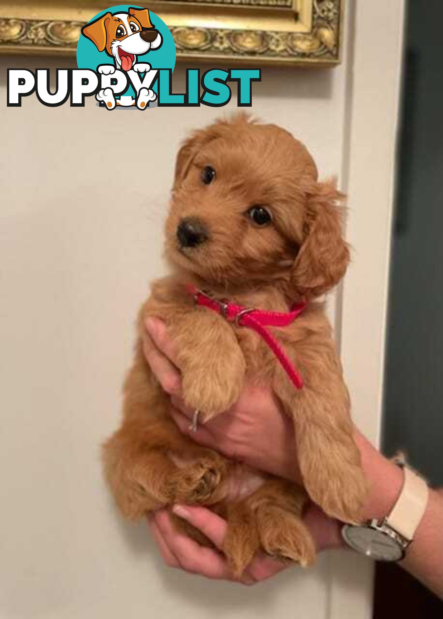 (STUD) PURE RED TOY POODLE DNA clear