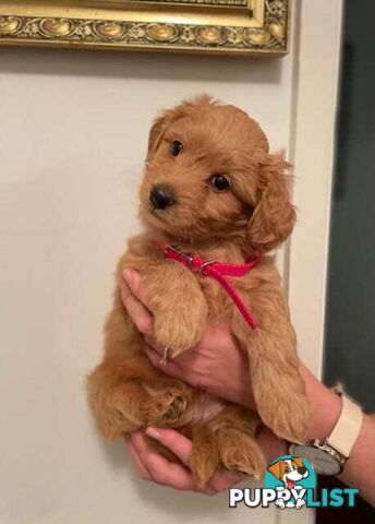 (STUD) PURE RED TOY POODLE DNA clear