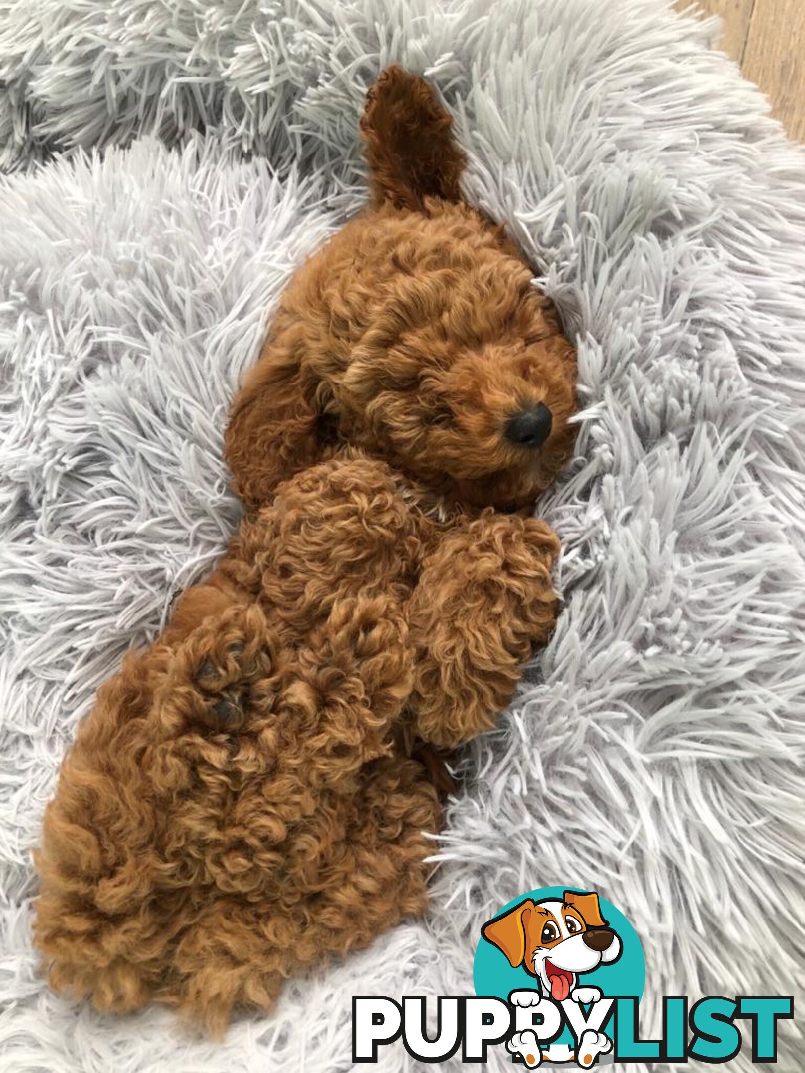 (STUD) PURE RED TOY POODLE DNA clear