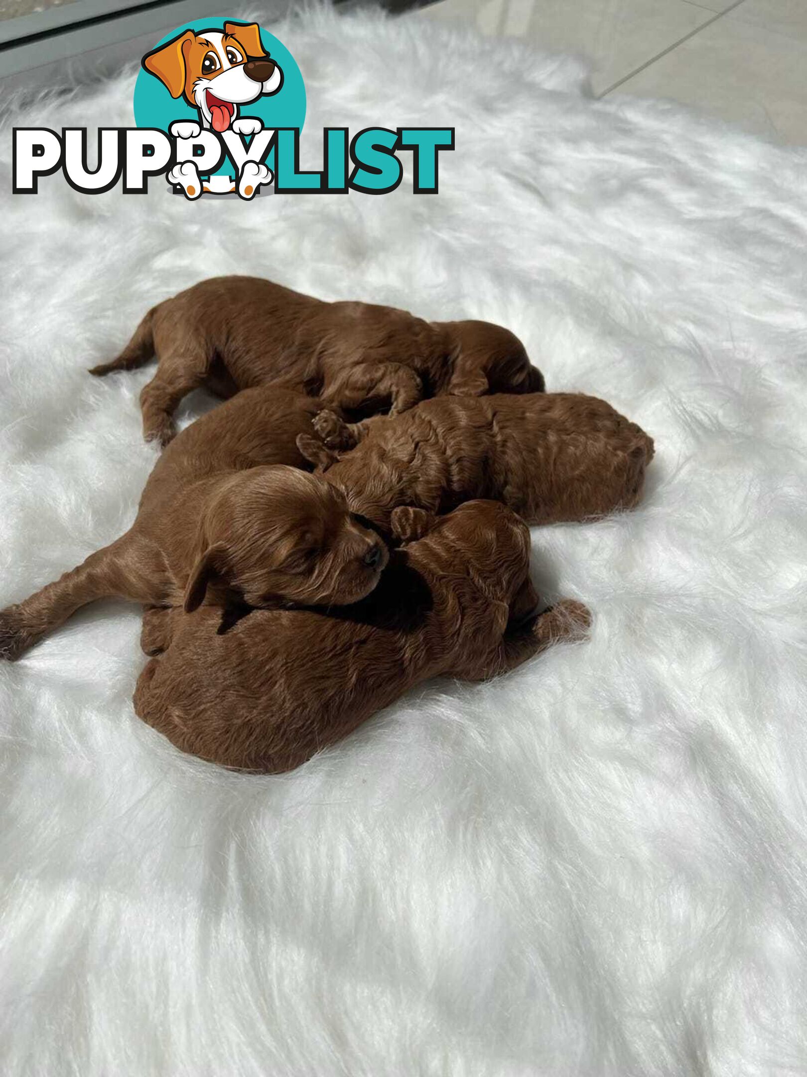 (STUD) PURE RED TOY POODLE DNA clear