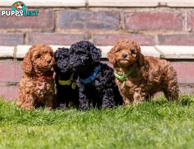 (STUD) PURE RED TOY POODLE DNA clear