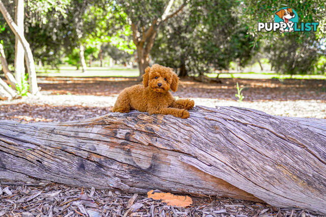 (STUD) PURE RED TOY POODLE DNA clear