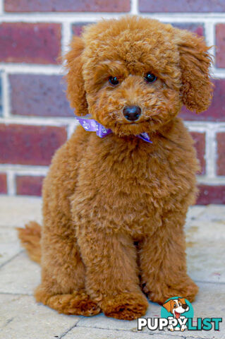 (STUD) PURE RED TOY POODLE DNA clear