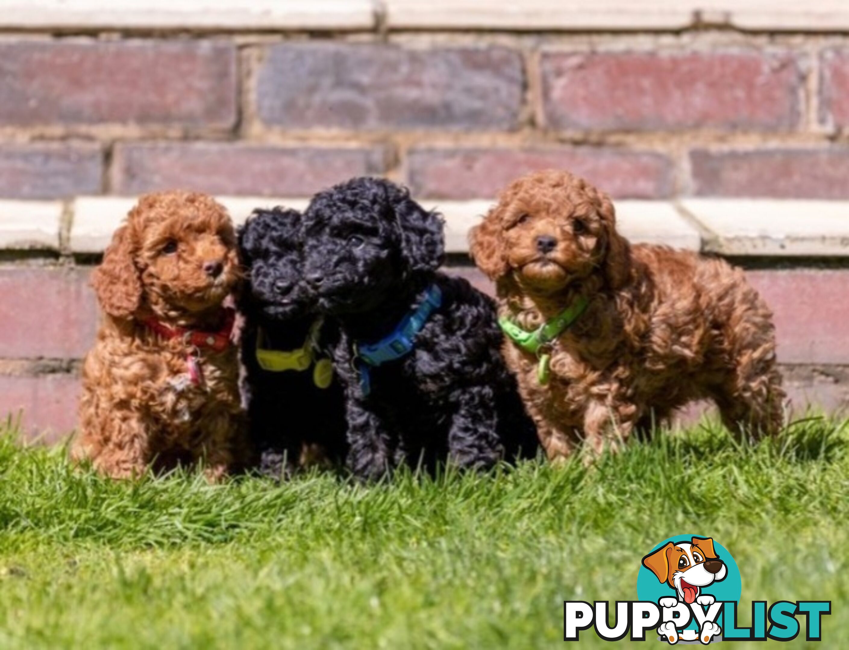 (STUD) PURE RED TOY POODLE DNA clear