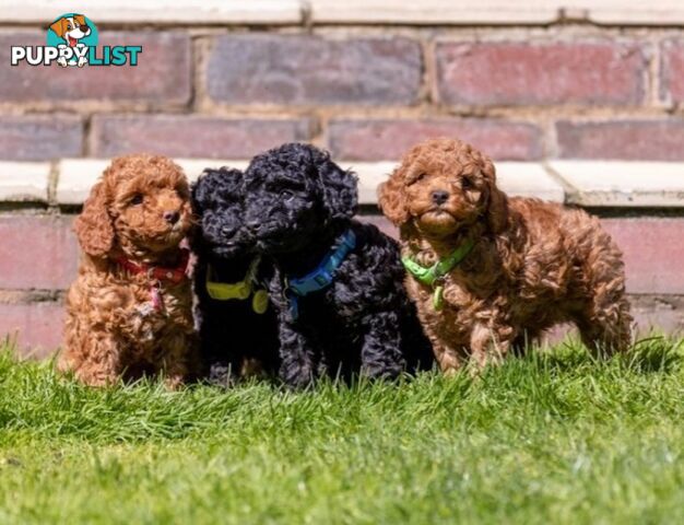 (STUD) PURE RED TOY POODLE DNA clear