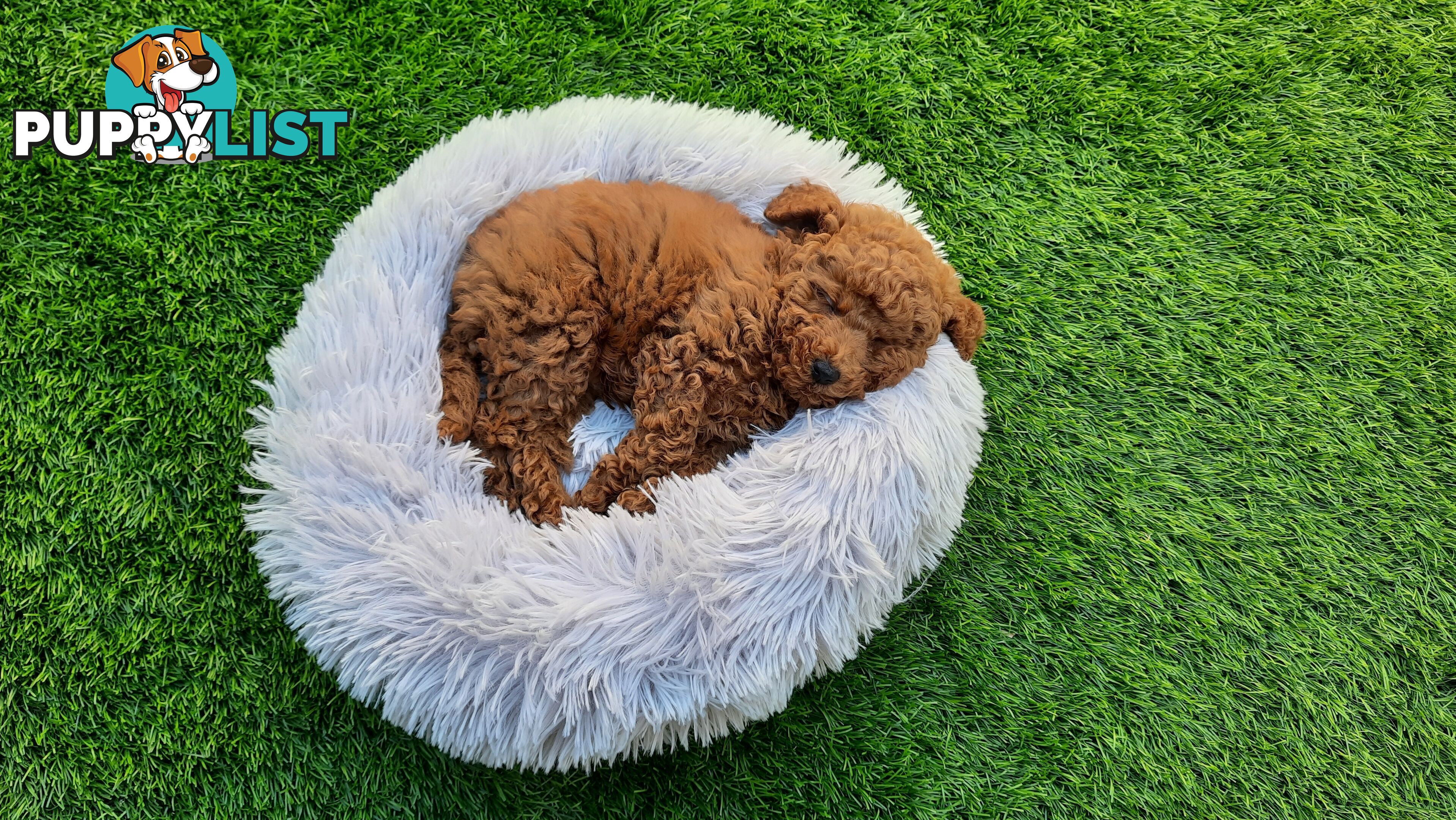 (STUD) PURE RED TOY POODLE DNA clear