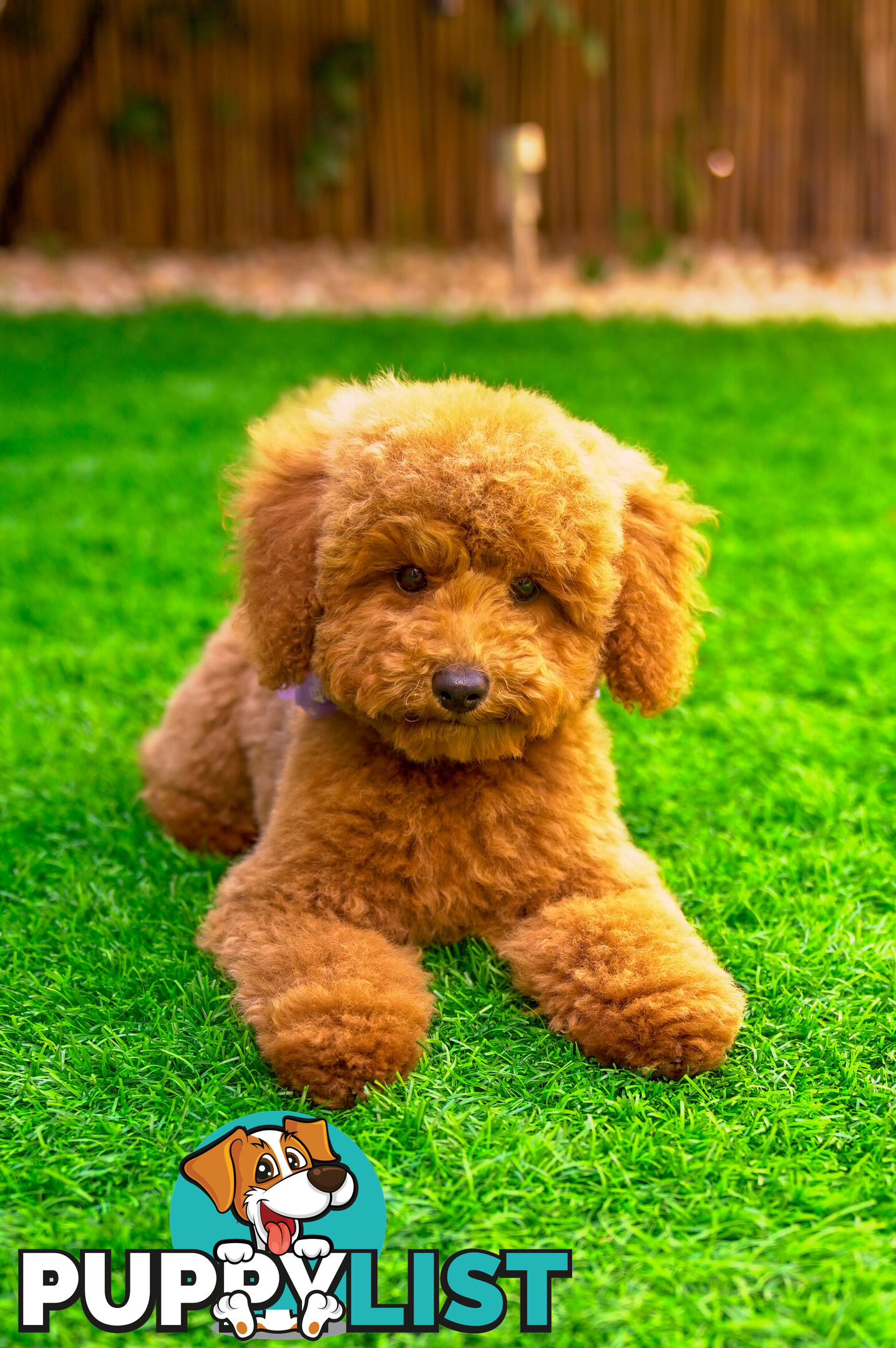 (STUD) PURE RED TOY POODLE DNA clear