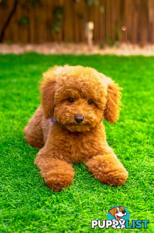 (STUD) PURE RED TOY POODLE DNA clear