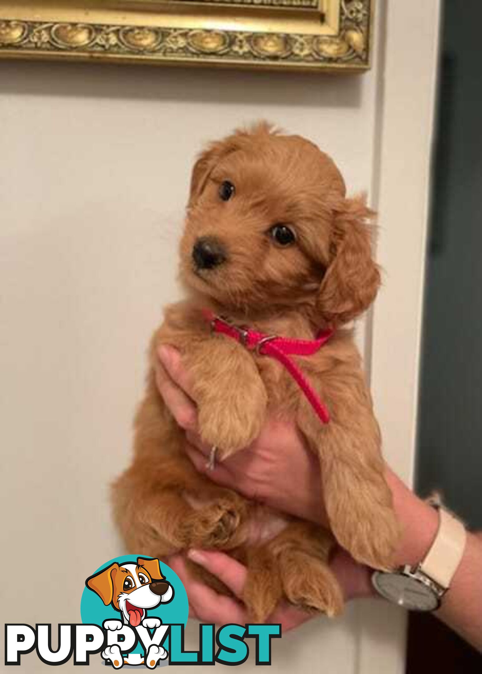 (STUD) PURE RED TOY POODLE DNA clear