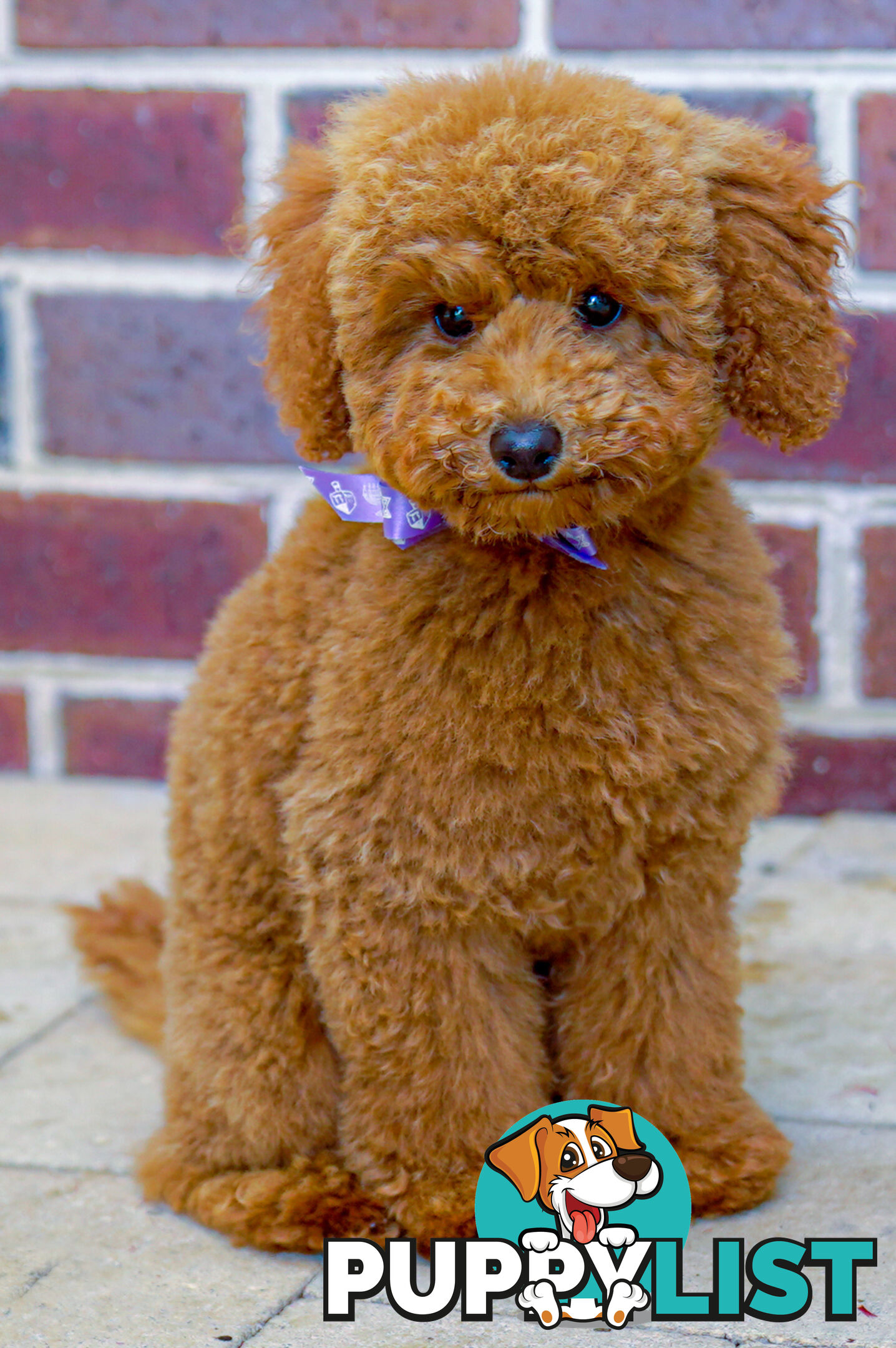 (STUD) PURE RED TOY POODLE DNA clear