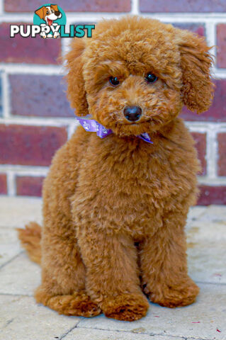 (STUD) PURE RED TOY POODLE DNA clear