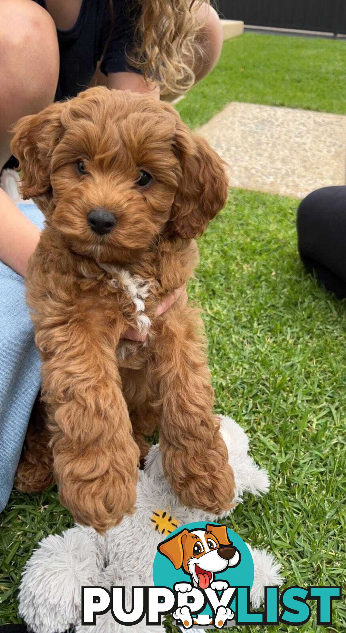 (STUD) PURE RED TOY POODLE DNA clear