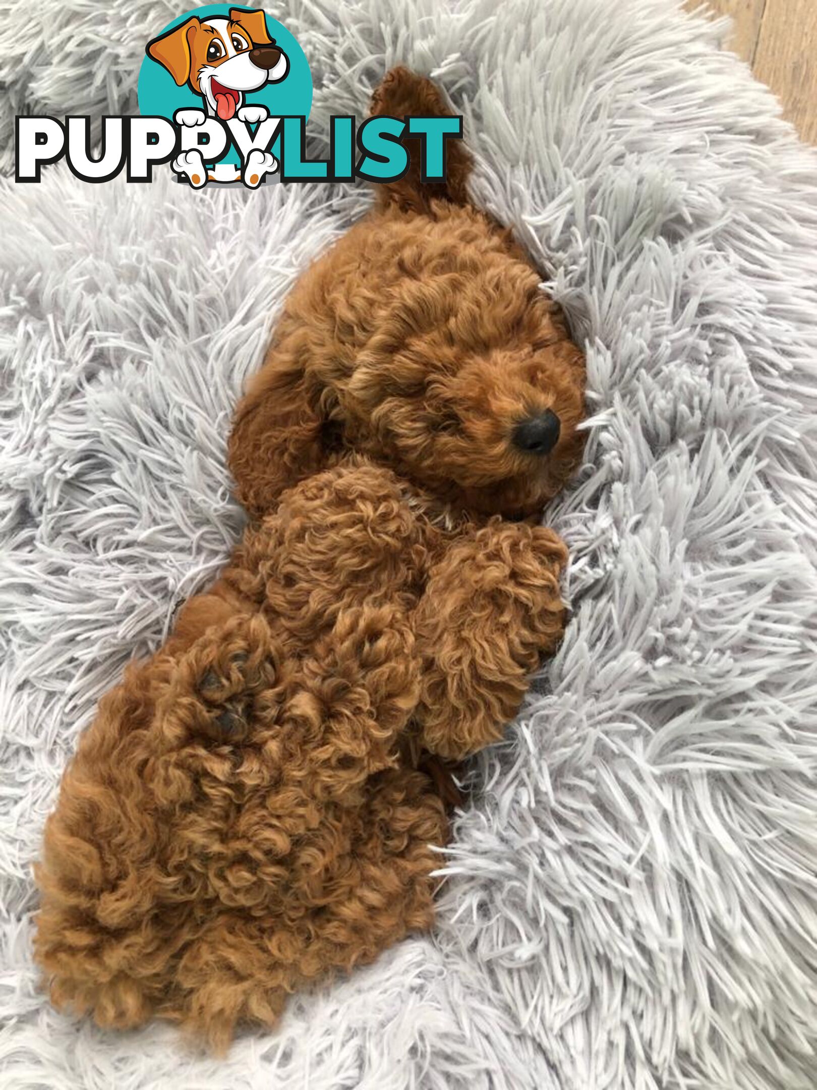 (STUD) PURE RED TOY POODLE DNA clear