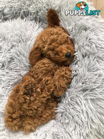 (STUD) PURE RED TOY POODLE DNA clear