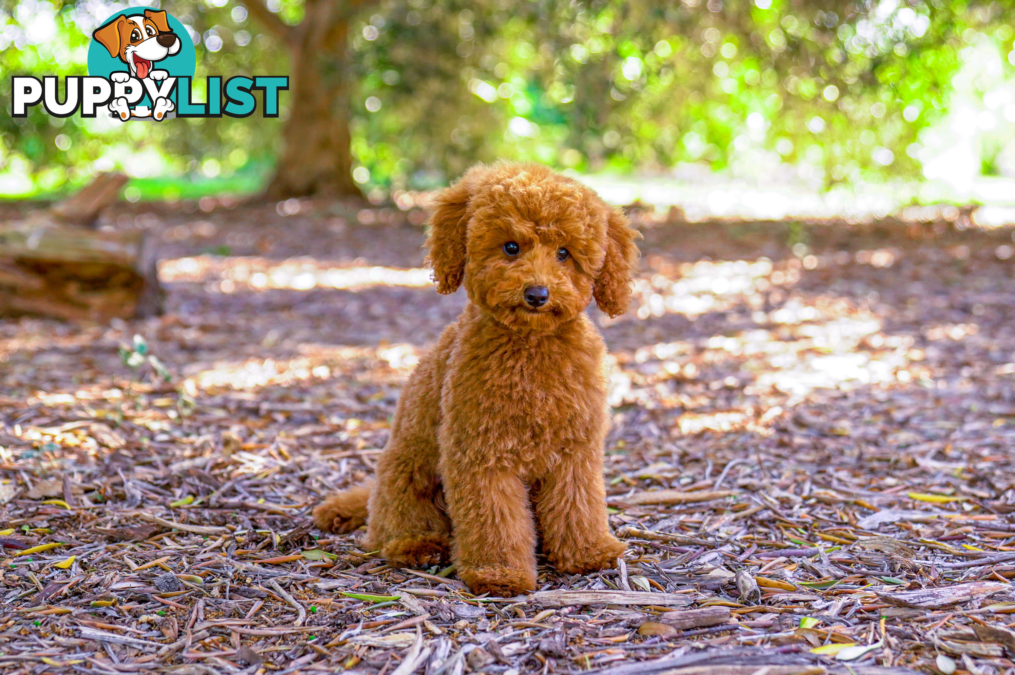 (STUD) PURE RED TOY POODLE DNA clear