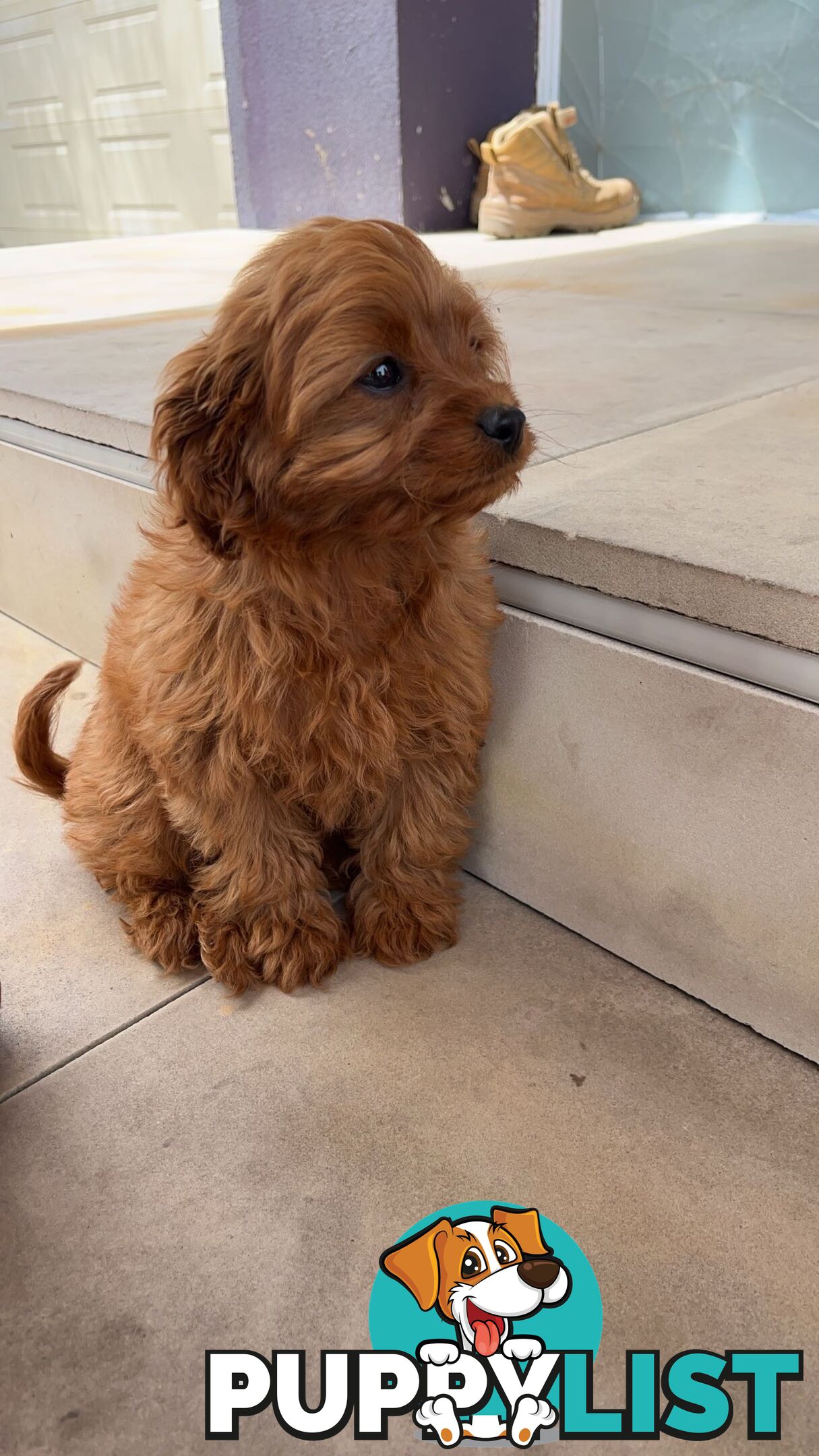 Toy cavoodle