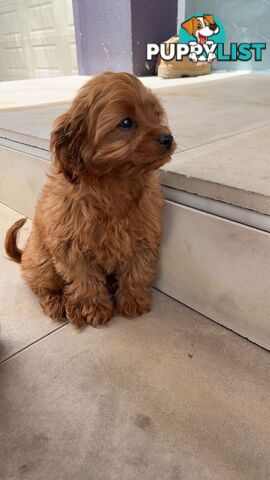 Toy cavoodle