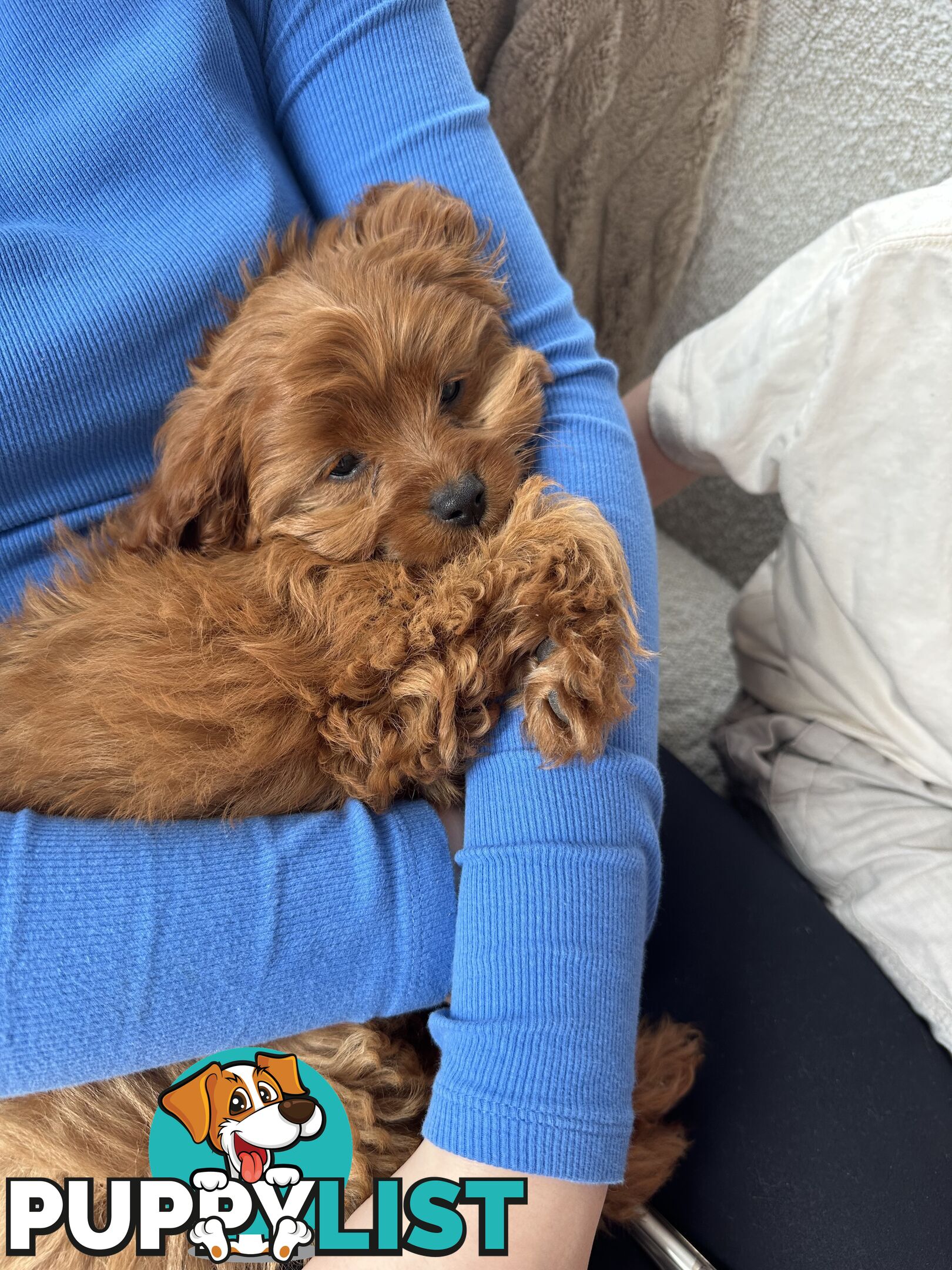 Toy cavoodle