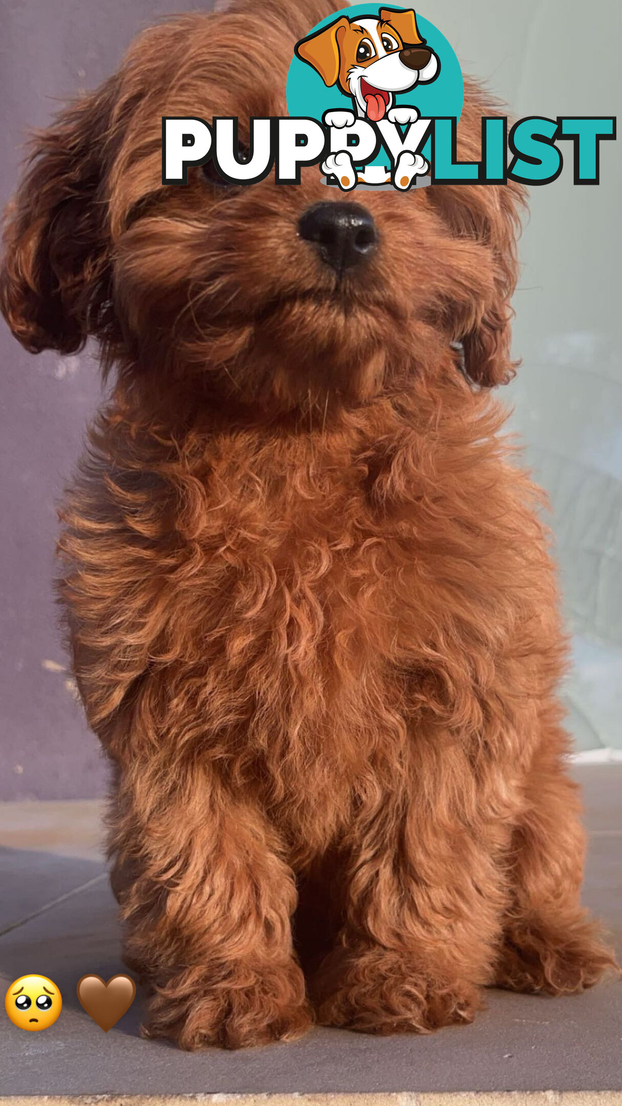 Toy cavoodle