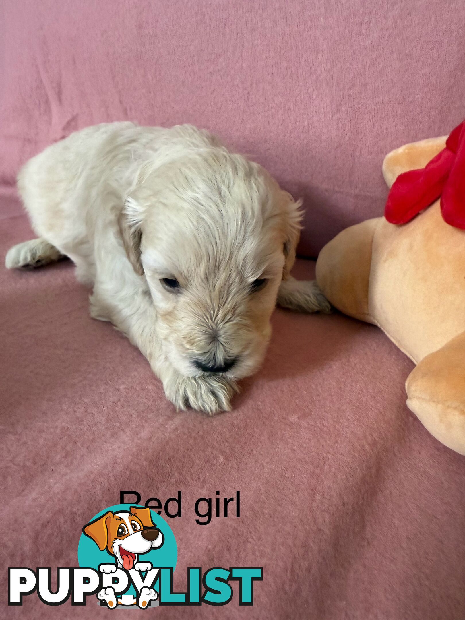 Mini Schnoodle pups ready for Xmas