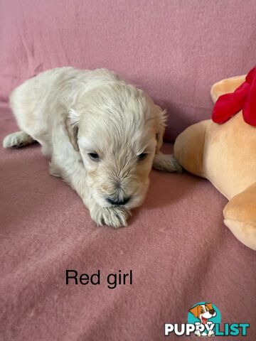 Mini Schnoodle pups ready for Xmas