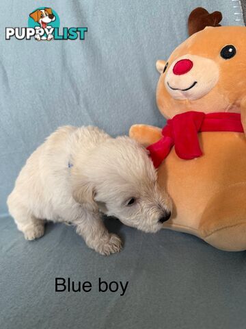 Mini Schnoodle pups ready for Xmas